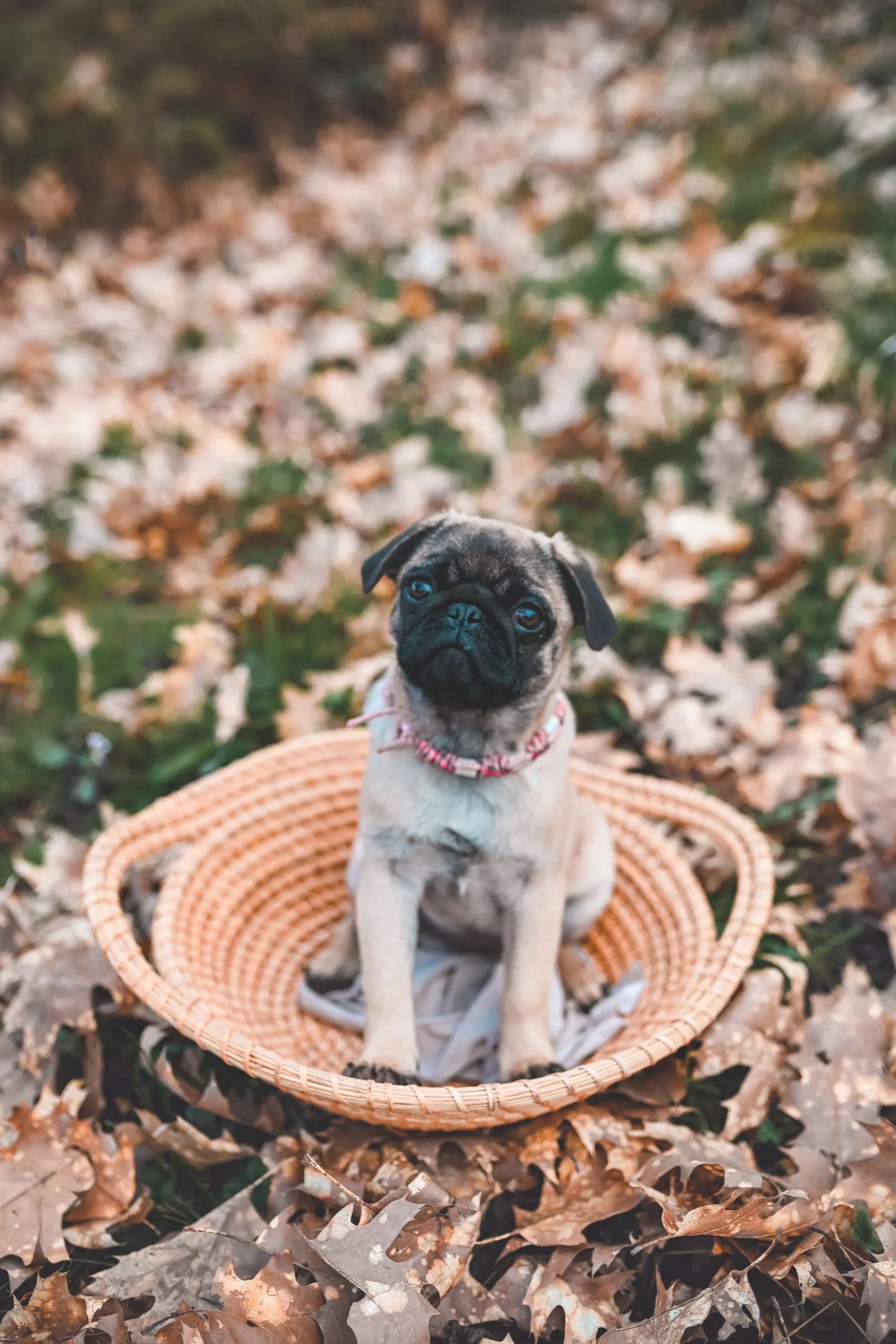 chien dans panier