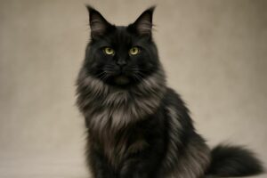 Découvrez tout sur le Maine Coon Black Smoke dans ce guide complet avec des photos exclusives. Histoire, caractéristiques, entretien et conseils pour adopter ce magnifique chat.